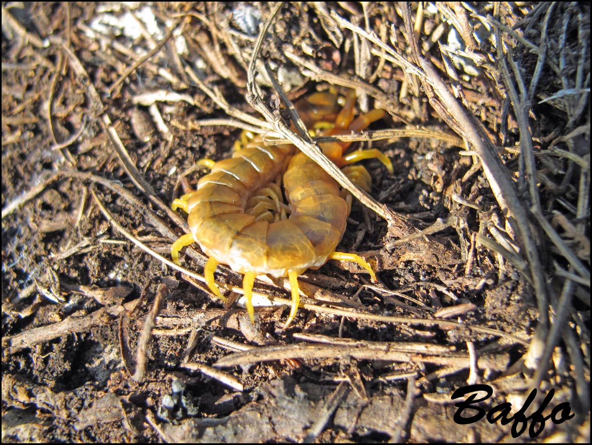 Scolopendra?